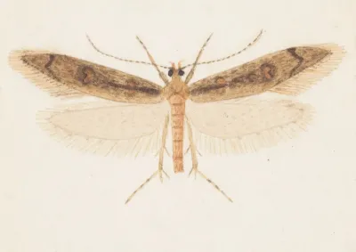 Entomology Watercolour Pl 150