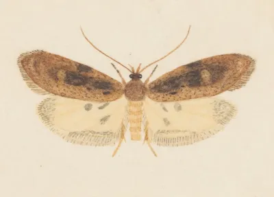 Entomology Watercolour Pl 151