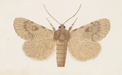 Entomology Watercolour Pl 154