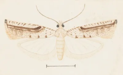 Entomology Watercolour Pl 156