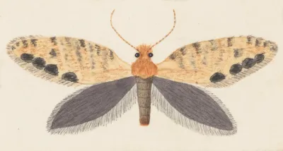 Entomology Watercolour Pl 158