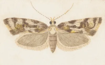 Entomology Watercolour Pl 159