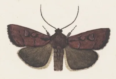 Entomology Watercolour Pl 160