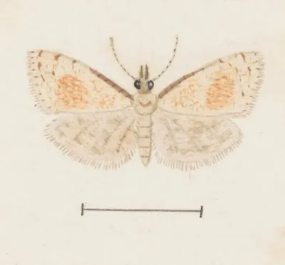 Entomology Watercolour Pl 161