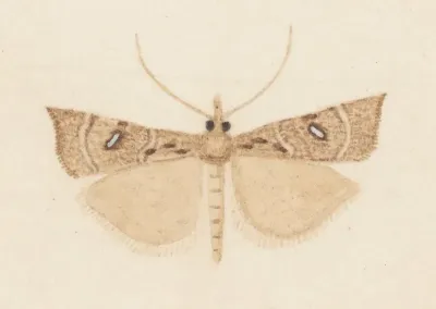 Entomology Watercolour Pl 162