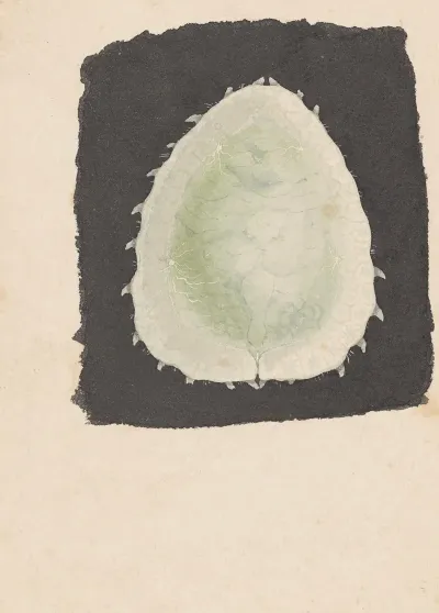 Entomology Watercolour Pl 167