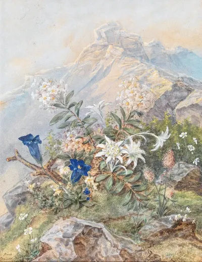 Enzian Und Edelweiss