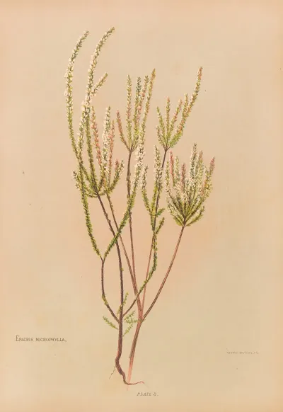 Epacris Microphylla