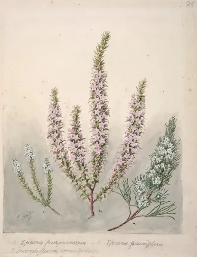 Epacris2species Dracophyllum1 Species