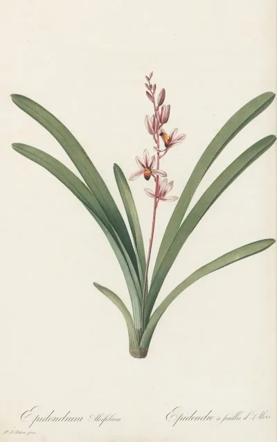 Epidendrum Aloifolium 2
