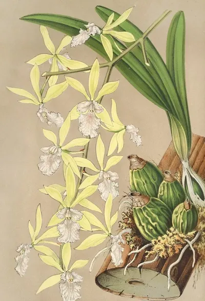 Epidendrum Ambiguum