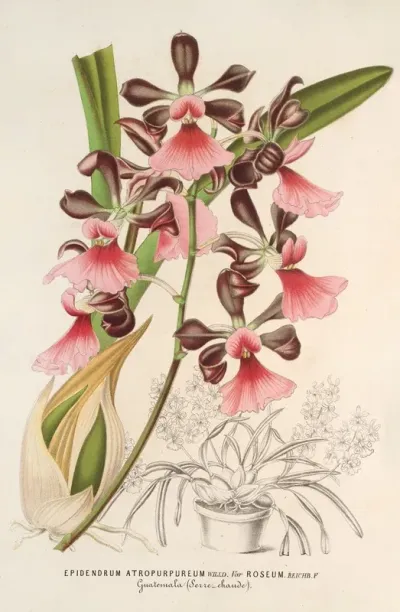 Epidendrum Atropurpureum Var Roseum