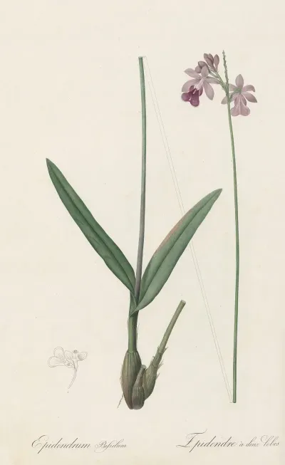 Epidendrum Bifidum