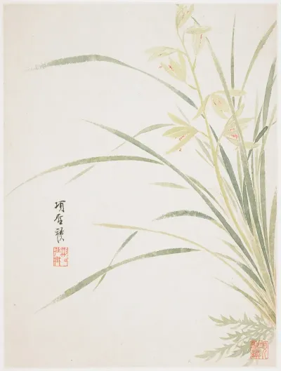 Epidendrum Blossom