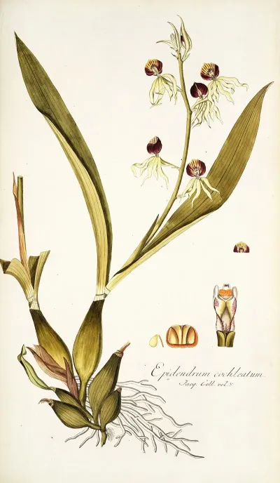 Epidendrum Cochleatum
