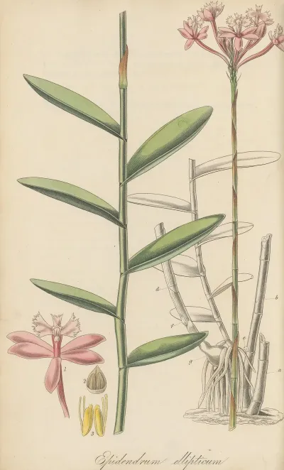 Epidendrum Ellipticum