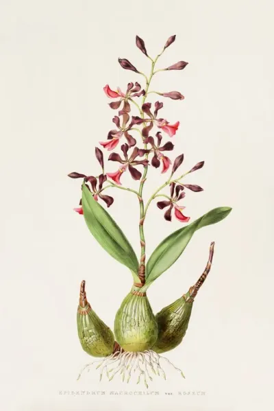 Epidendrum Macrochilum