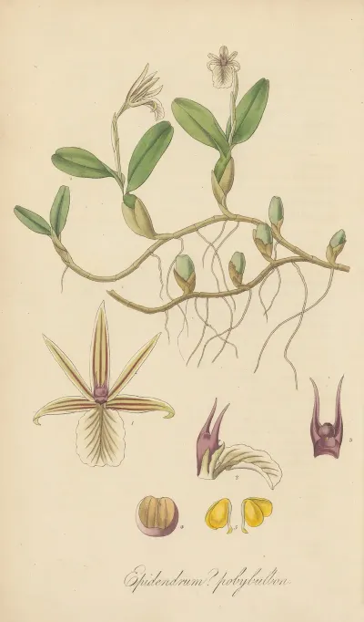 Epidendrum Polybulbon
