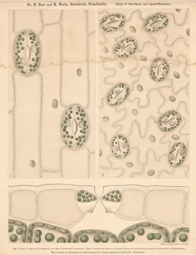 Epidermis With Stomata