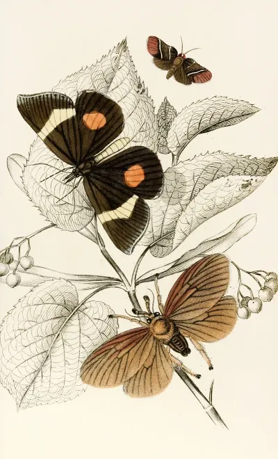 Epidesmia Tricolor Scopelodes Unicolor Tortrix Crameriana