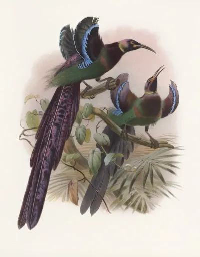 Epimachus Ellioti