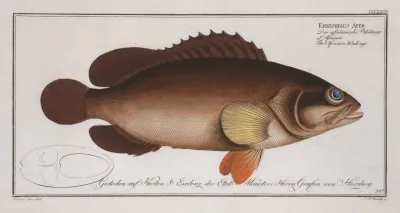 Epinephelus Afer The Africain Wall Eye