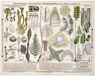 Equisetum Arvense Ophioglossum Vulgatum Botrychium Lunaria