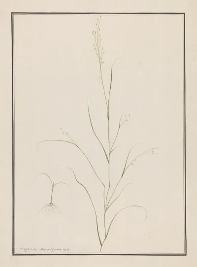 Eragrostis Tef