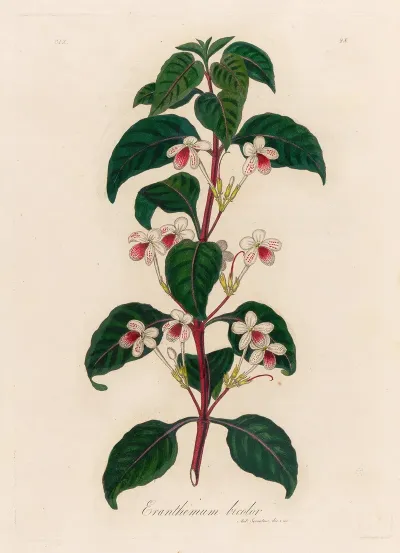 Eranthemum Bicolor