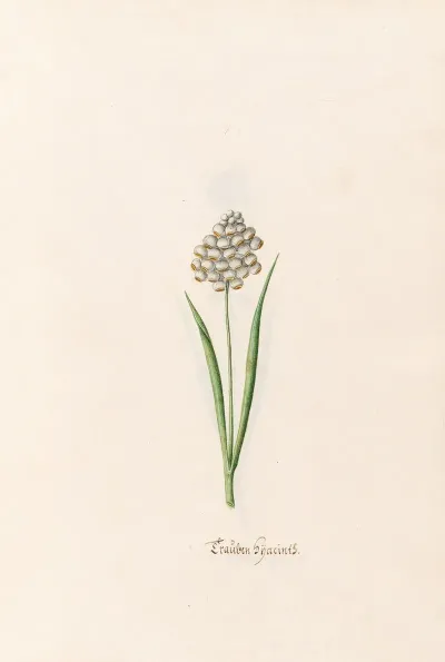 Erauben Hyacints 2