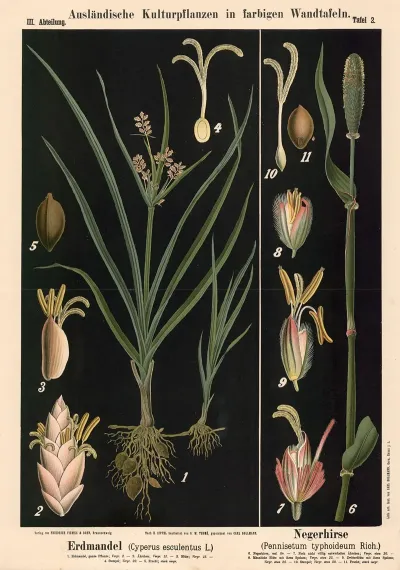Erdmandel Cyperus Esculentus L Negerhirse Pennise Tum Typhoideum Rich