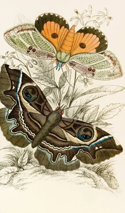 Erebus Crepuscularis Triphaena Materna