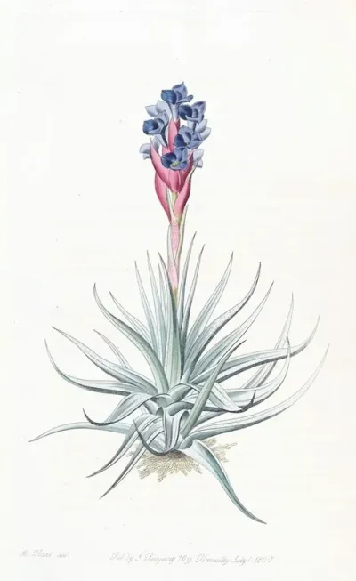 Erect Tillandsia