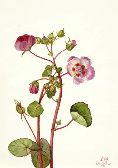 Eremalche Rotundifolia