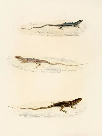 Eremias Annulifera Eremias Fulchra Eremias Formosa