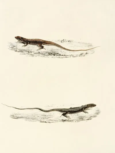 Eremias Burchellii Eremias Capensis