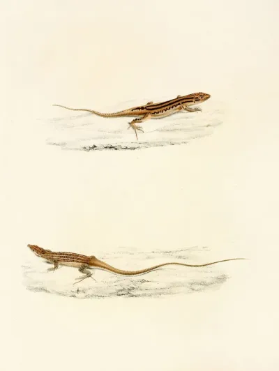 Eremias Undata Eremias Namaquensis