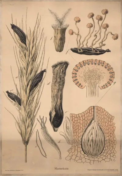 Ergot Claviceps Purpurea