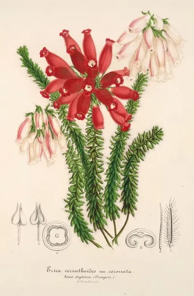 Erica Cerinthoides