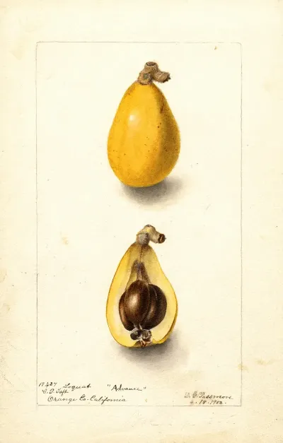 Eriobotrya Japonica Advance