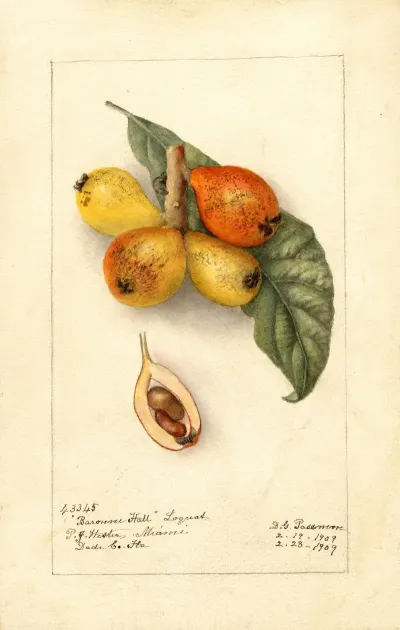 Eriobotrya Japonica Baronne Hall 2