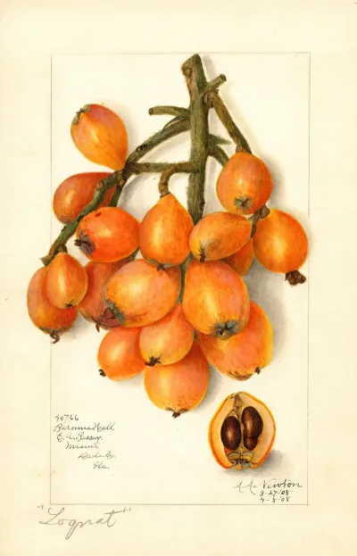 Eriobotrya Japonica Baronne Hall
