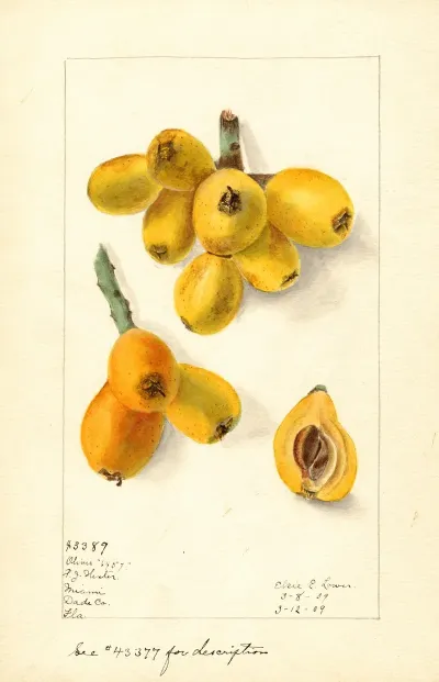 Eriobotrya Japonica Oliver