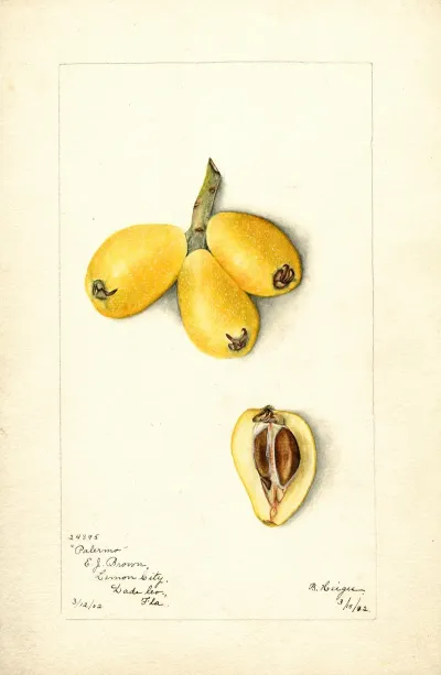 Eriobotrya Japonica Palermo