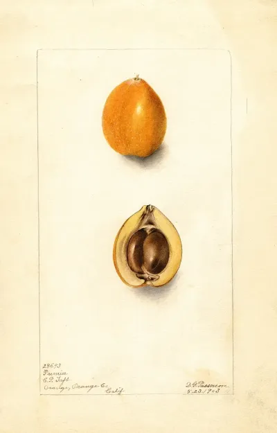 Eriobotrya Japonica Premier
