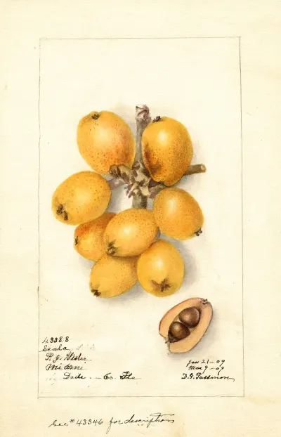 Eriobotrya Japonica Scala