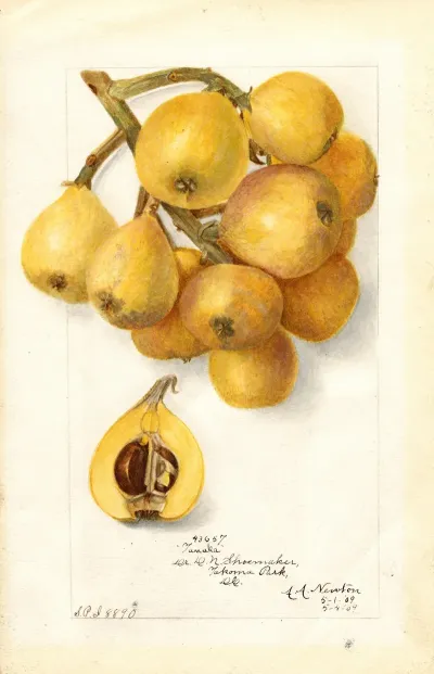 Eriobotrya Japonica Tanaka