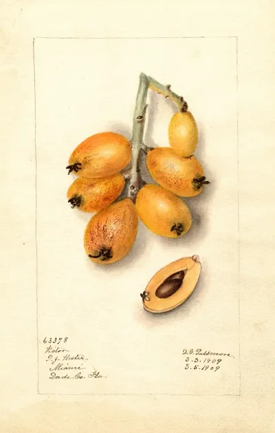 Eriobotrya Japonica Victor 2