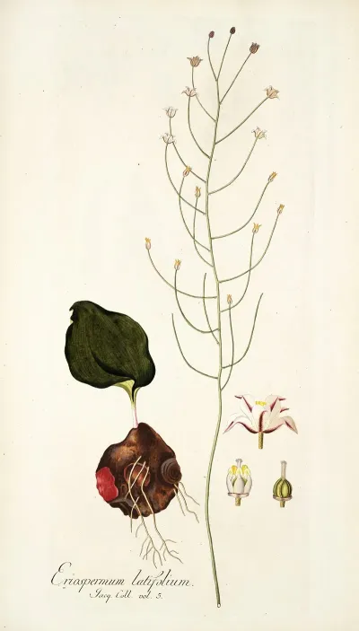 Eriospermum Latifolium
