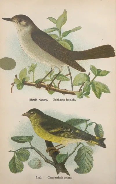 Erithacus Luscinia Chrysomitris Spinus